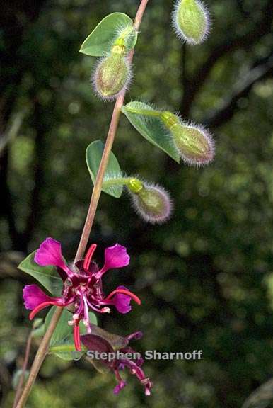 clarkia unguiculata 4 graphic